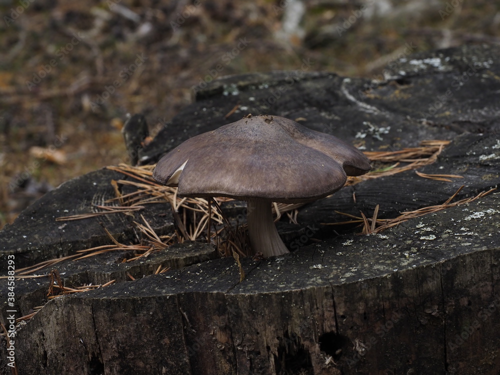Brown mushroom on the wood in the mountains