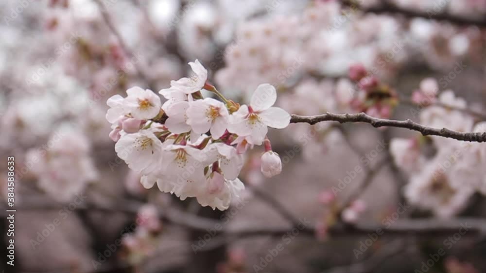 Cherry Blossoms Moving in Wind on Tree in Japan Cherry Blossoms Moving in Wind on Tree in Japan