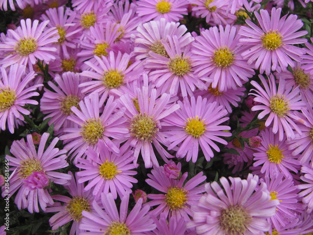 Fototapeta premium Áster améllus flowers full frame, close up. Floral background for posters, prints, articles, postcards.