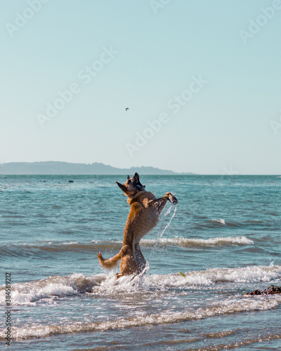 dog running on the beach