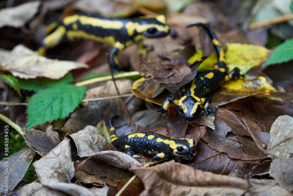 Fire salamander Salamandra salamandra Portrait Amphibian Fire salamander Salamandra salamandra Portrait Amphibian
