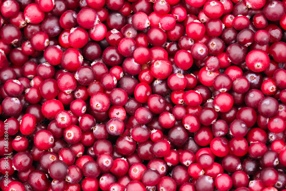 Fresh lingonberry texture, harvest. Vaccinium oxycoccos close-up. Ripe red cranberry or cowberry berries as background, top view