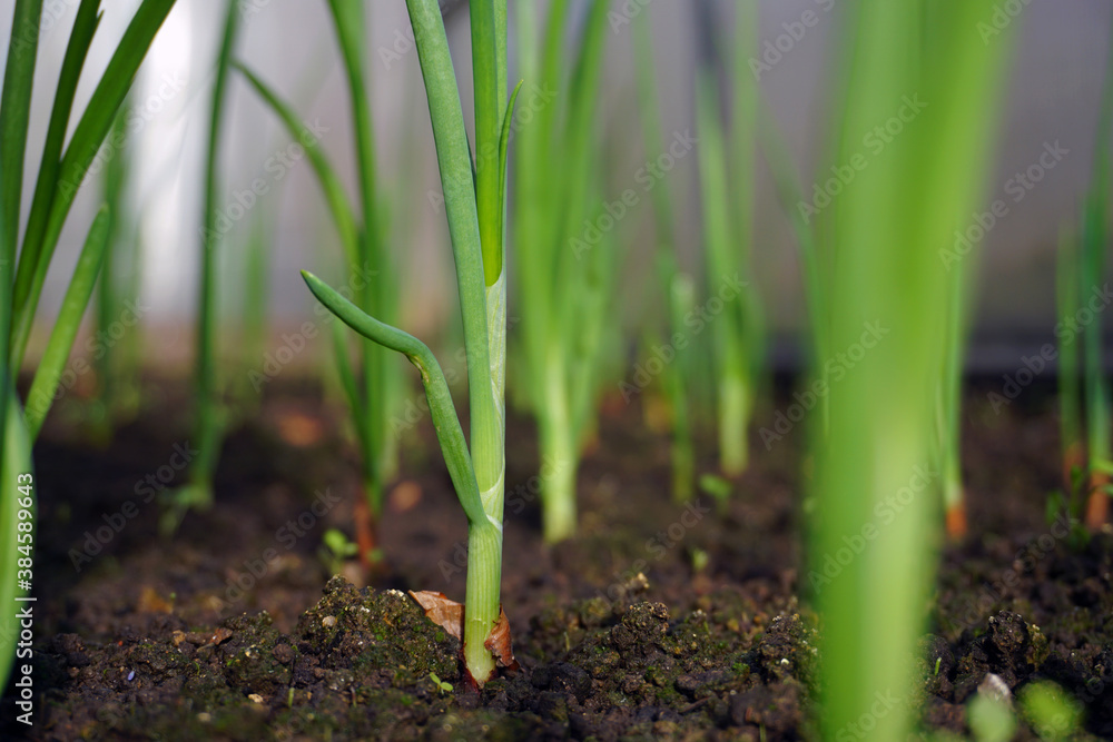 Stems of young green onions growing in the garden. Focus on the central plant, the rest are blurred. Stems of young green onions growing in the garden. Focus on the central plant, the rest are blurred.