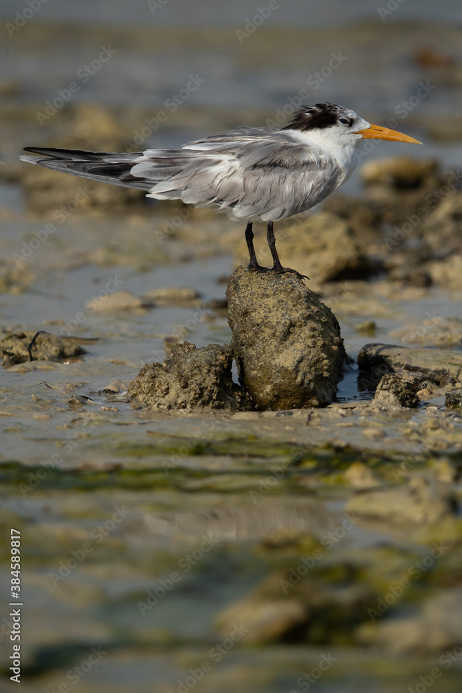Greater Crested Tern perched on a rock at Busaiteen coast, Bahrain Greater Crested Tern perched on a rock at Busaiteen coast, Bahrain