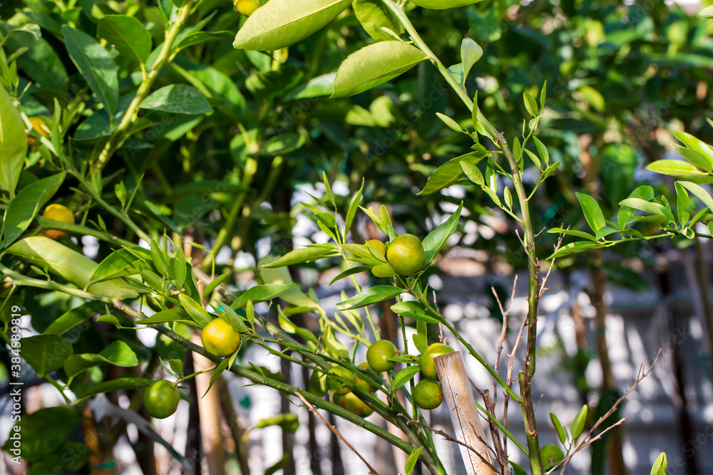 Fototapeta premium Green tangerines on a branch with leaves after rain. Tangerine season. Fresh ripe tangerines and leaves image, soft focus