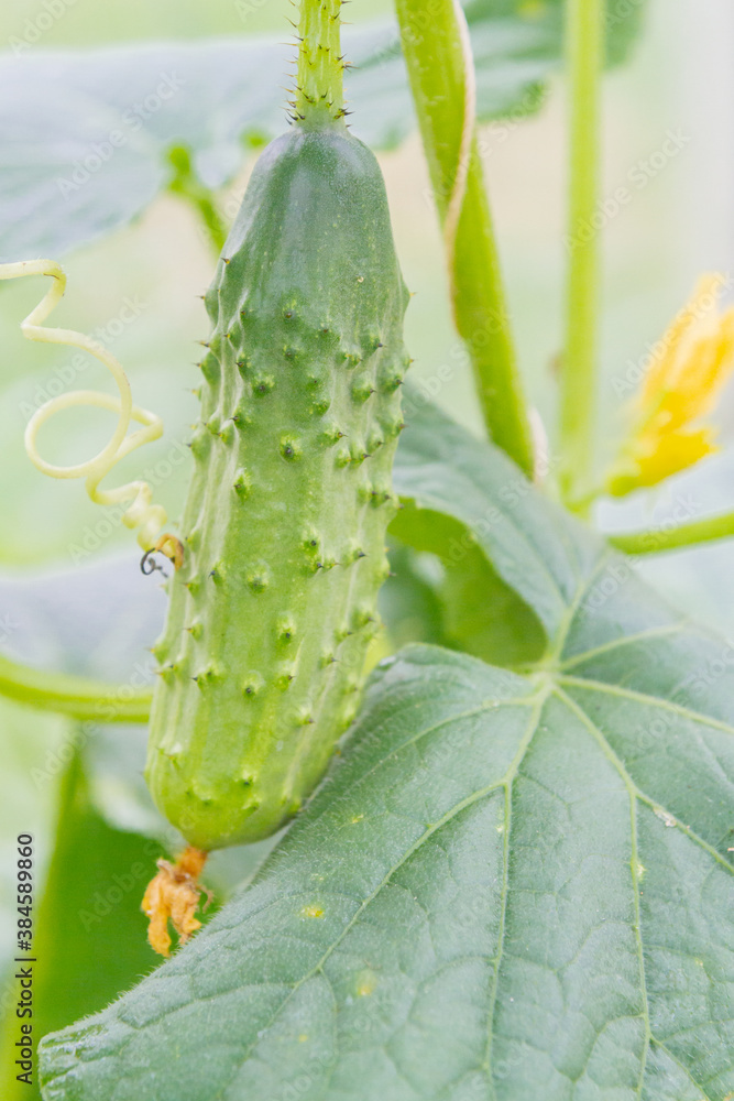 Mature cucumbers in the greenhouse hanging on a branch Mature cucumbers in the greenhouse hanging on a branch
