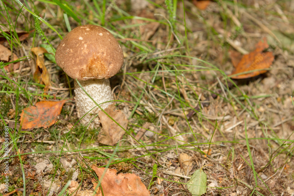 White mushroom in the forest grows on the grass White mushroom in the forest grows on the grass