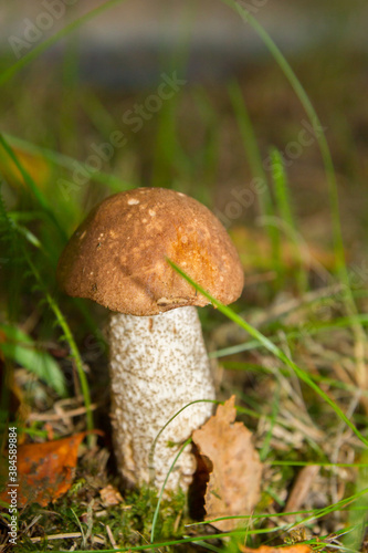 White mushroom in the forest grows on the grass