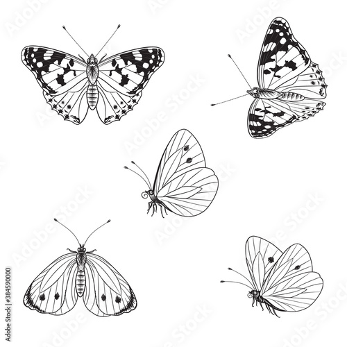 Photography Butterflies Set in Vector Monochrome Line Graphic.