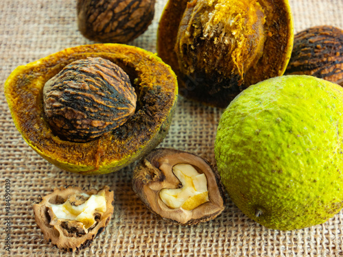 Juglans nigra, black walnut. Composition of nuts, green, whole with shell, opened and broken. Black walnut kernel. photo