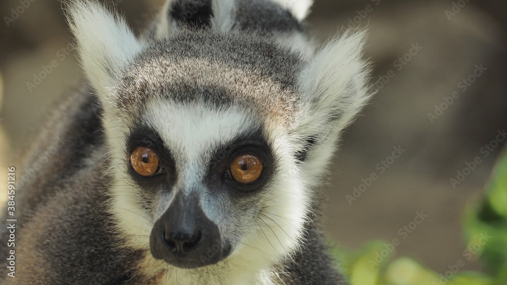 Obraz premium Ring tailed lemur looks staring at the tourists