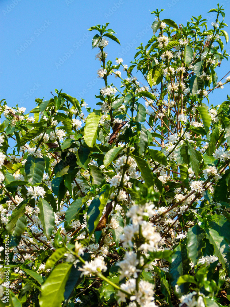 flower of the coffee tree