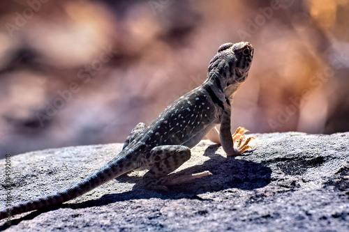 A Lizard sunning on a rock