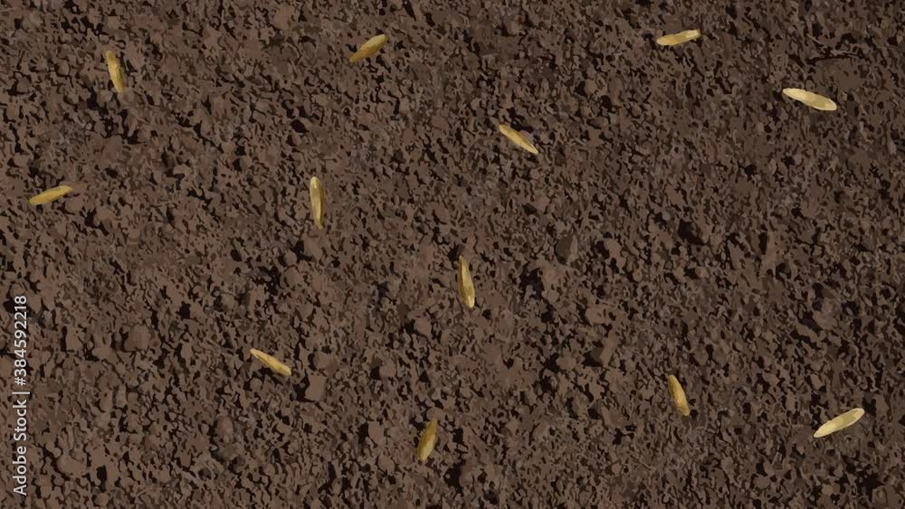 brown soil with lawn grass seeds sown one at a time video brown soil with lawn grass seeds sown one at a time video