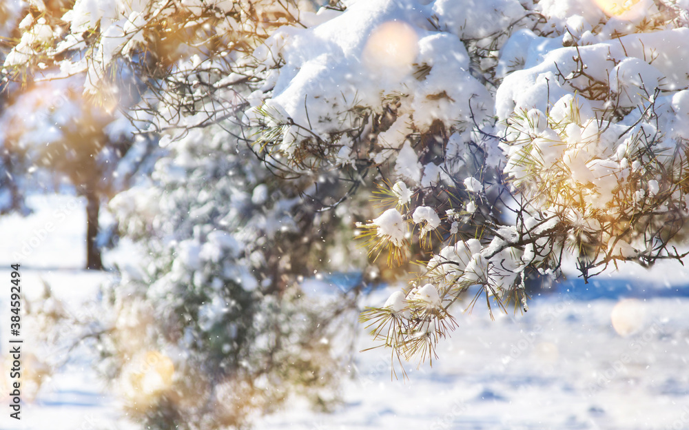Happy New Year and Merry Christmas Background with Snow Pine Branches. Winter Natural Holiday Landscape with trees and golden bokeh lights. Banner with Copy Space Happy New Year and Merry Christmas Background with Snow Pine Branches. Winter Natural Holiday Landscape with trees and golden bokeh lights. Banner with Copy Space
