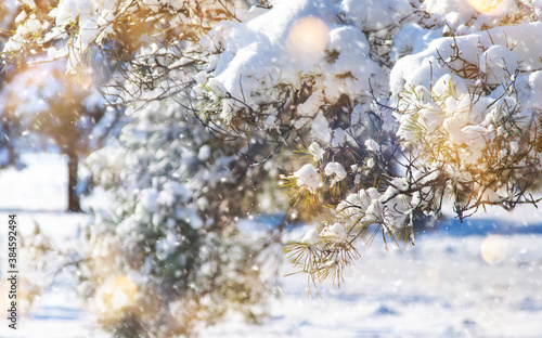 Happy New Year and Merry Christmas Background with Snow Pine Branches. Winter Natural Holiday Landscape with trees and golden bokeh lights. Banner with Copy Space