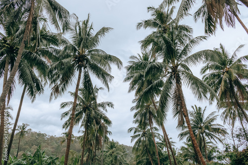 Coconut palms and road in tropical island.