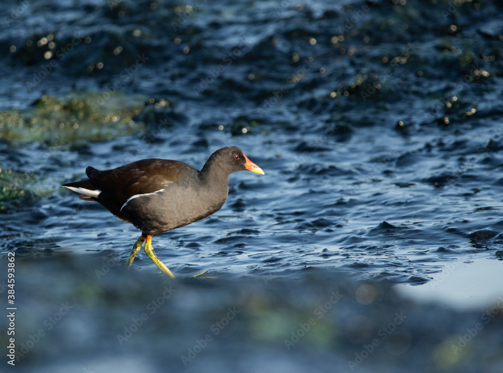 Fototapeta premium Common Moorhen at Tubli bay in the monring light, Bahrain