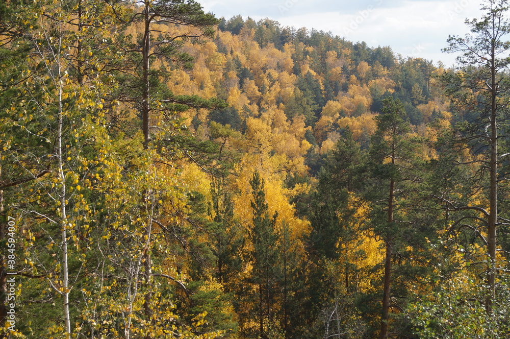 Sunny forest landscape. Mountains and trees - pines and birches Sunny forest landscape. Mountains and trees - pines and birches