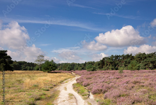 Εκτύπωση καμβά Heathland near Renkum