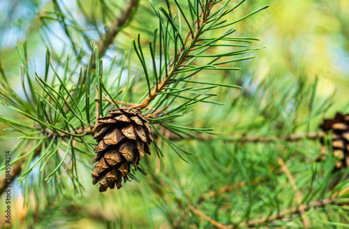 Single closed brown Lodgepole Pinecone on a pine branch with green needles in forest of mountains