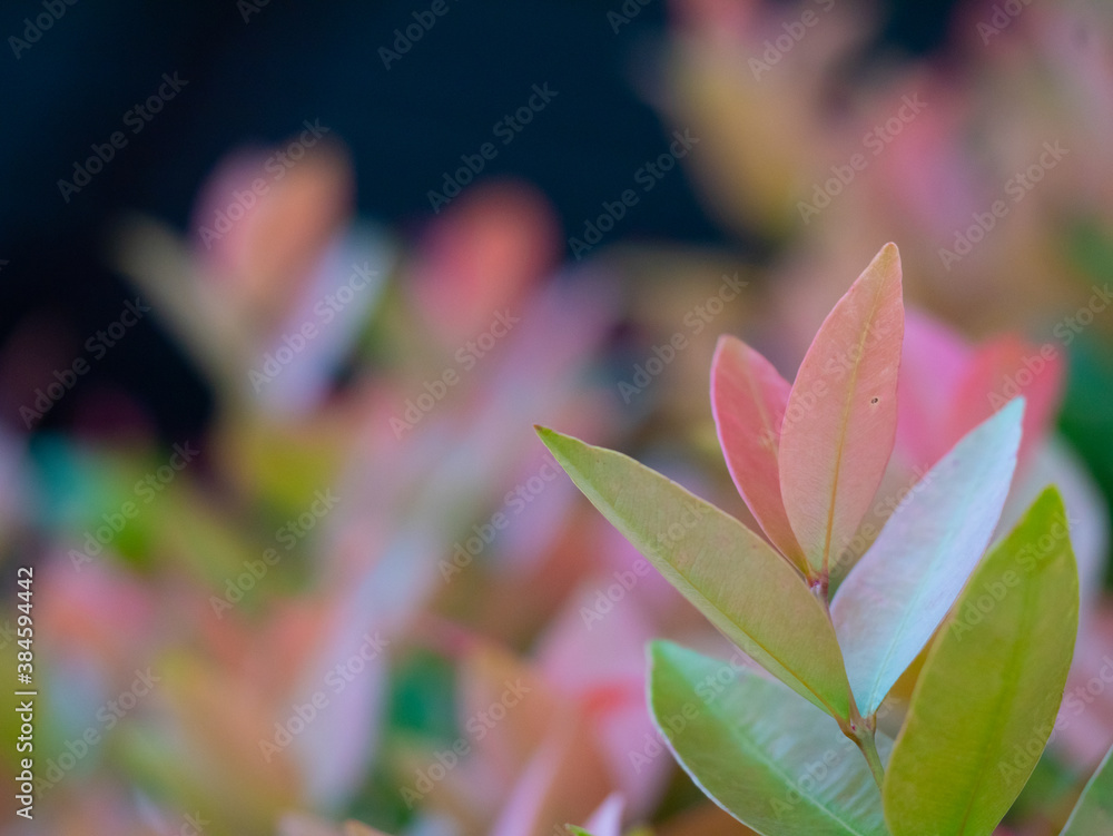nature leaves with the sun light soft focus blured background