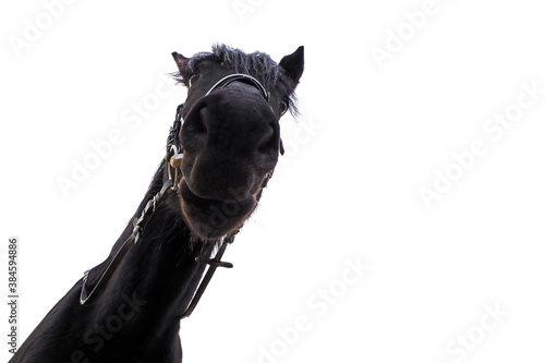 Unusual portrait of a black horse isolated on white background  bottom view  copy space