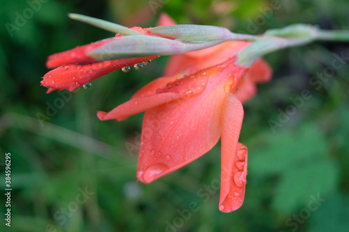 Gladiolus flowers with rain drops on it