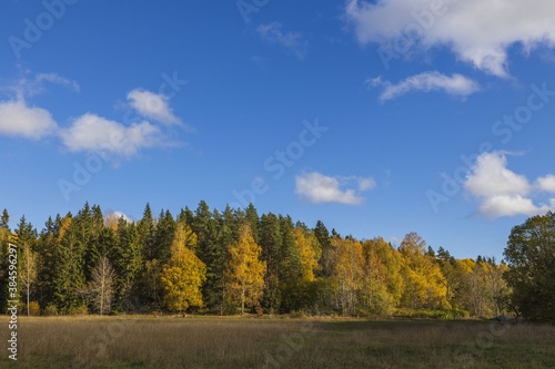 Gorgeous autumn colorful nature landscape view. Beautiful nature backgrounds. Green yellow trees and grass field on blue sky background.