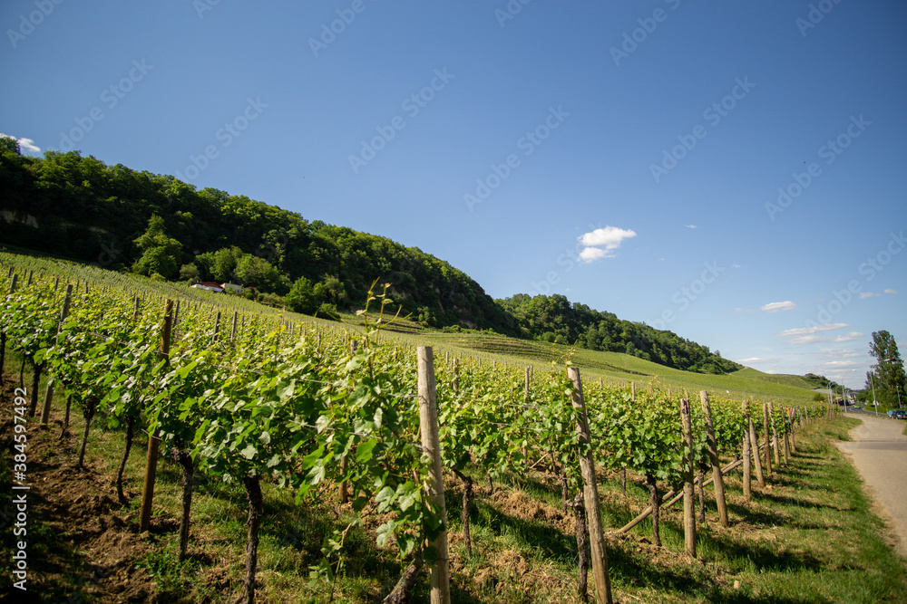 vineyard