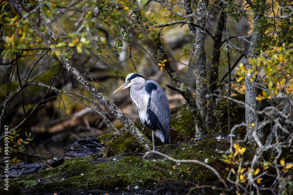 Obraz premium Heron on the river bank