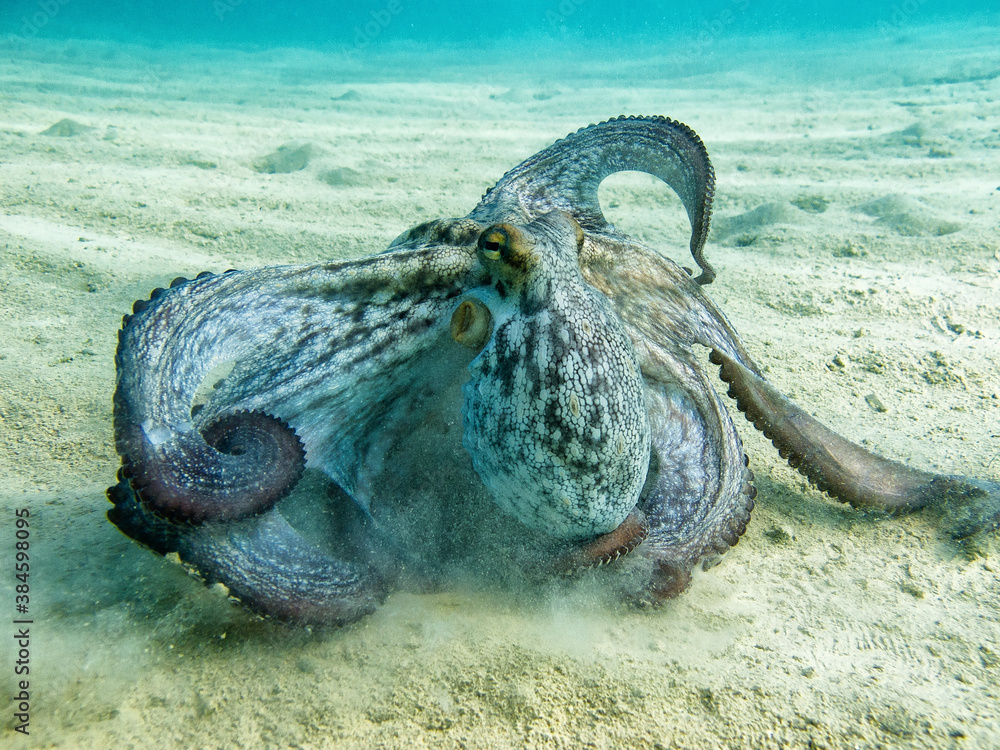 octopus presto