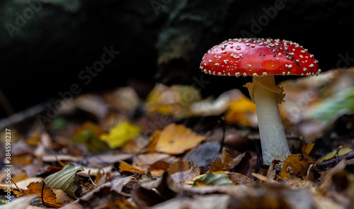 close up of fly mushroom in autumn forest