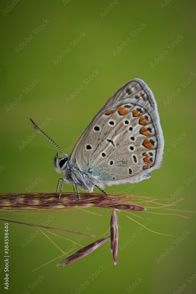 butterfly on a leaf butterfly on a leaf