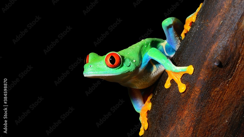 red-eye tree frog Agalychnis callidryas red-eye tree frog Agalychnis callidryas
