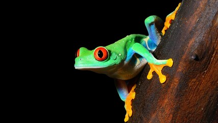 Acrylglasbilder Waldtiere Rotaugenlaubfrosch auf grünem Blatt  © Alex Stemmer