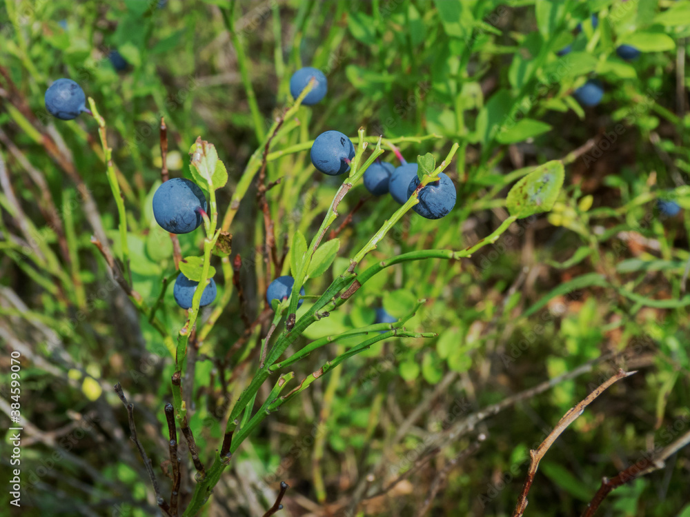 large blueberries in the woods in July large blueberries in the woods in July