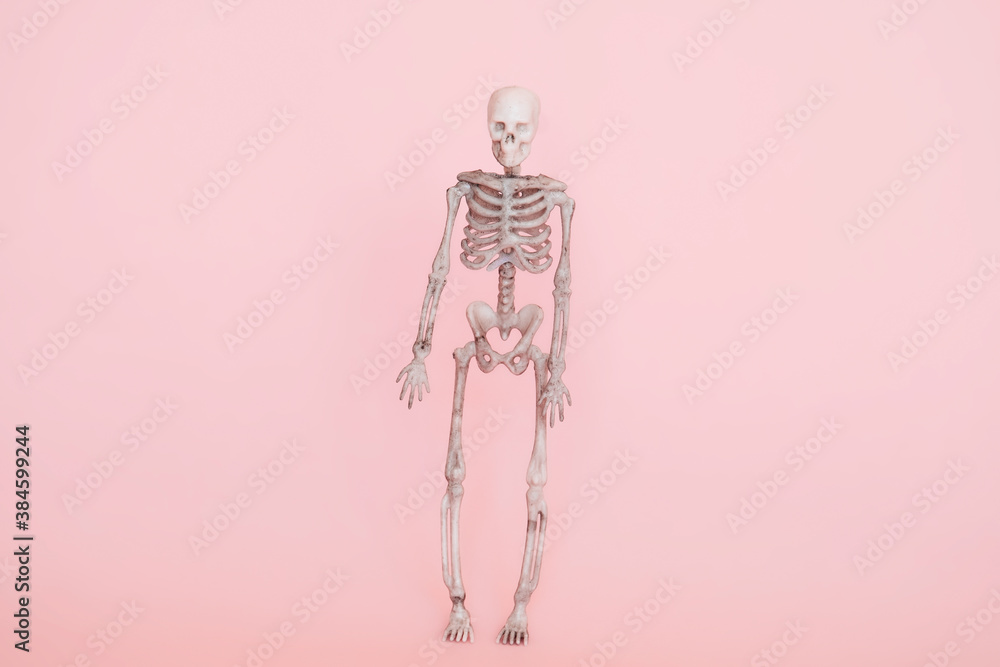 human skeleton isolated on a soft pink background