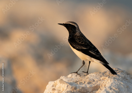 Pied wheatear perched on limestone rock at Busaiteen coast of Bahrain