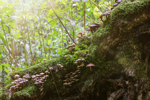 close up of mushrooms in the autumn forest