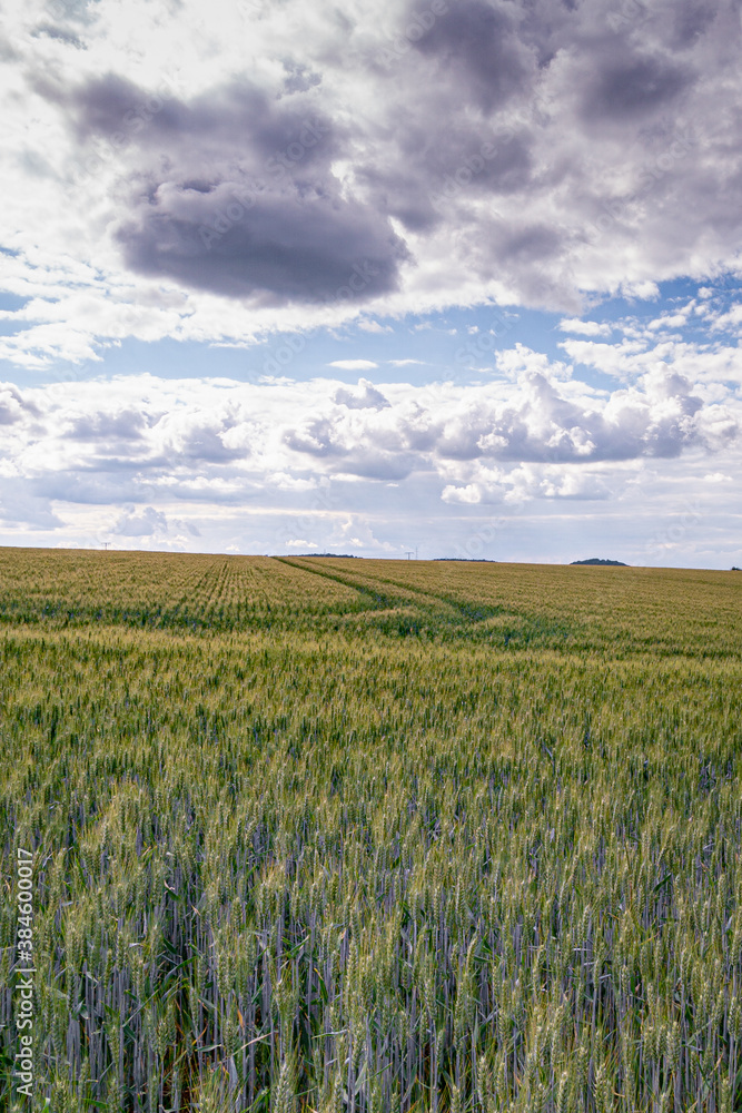field of wheat and sky field of wheat and sky