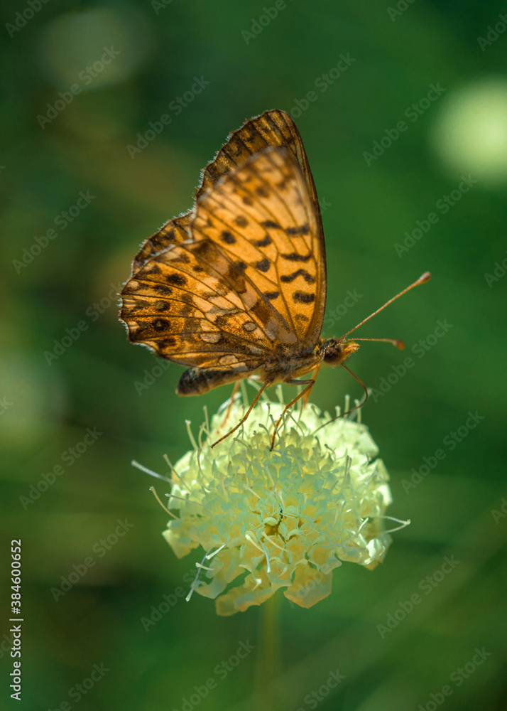 Obraz premium butterfly on flower