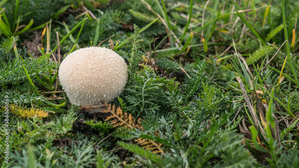 Spiky (thorny) white round fungus Spiky (thorny) white round fungus