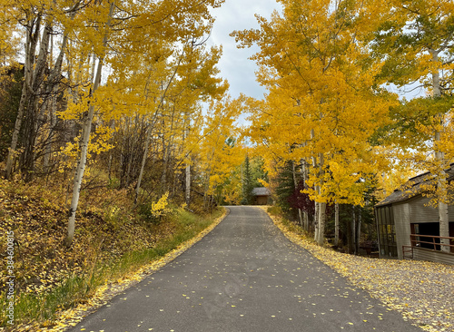 A countryside path covered by fall foliage © Fang zheng