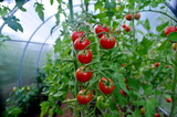 Beautiful red ripe tomatoes grown in a greenhouse.
