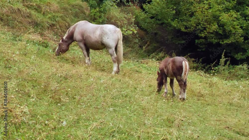A cute brown wild foal with a white spot on its head with its light brown mother grazing on a green mountain meadow A cute brown wild foal with a white spot on its head with its light brown mother grazing on a green mountain meadow