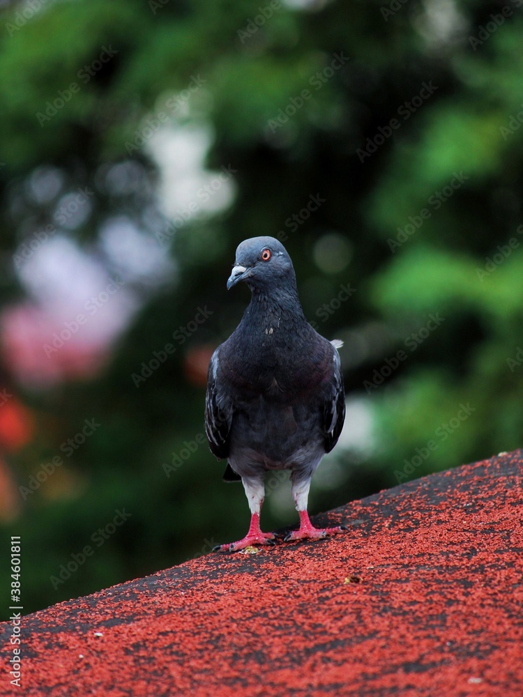 Obraz premium Paloma