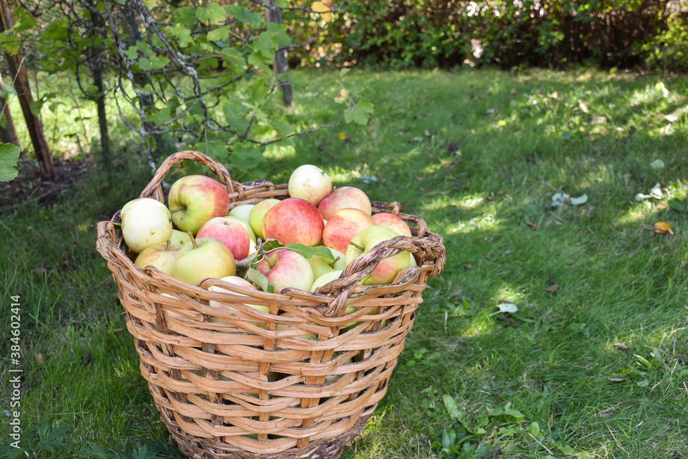 Newly harvested apples Newly harvested apples