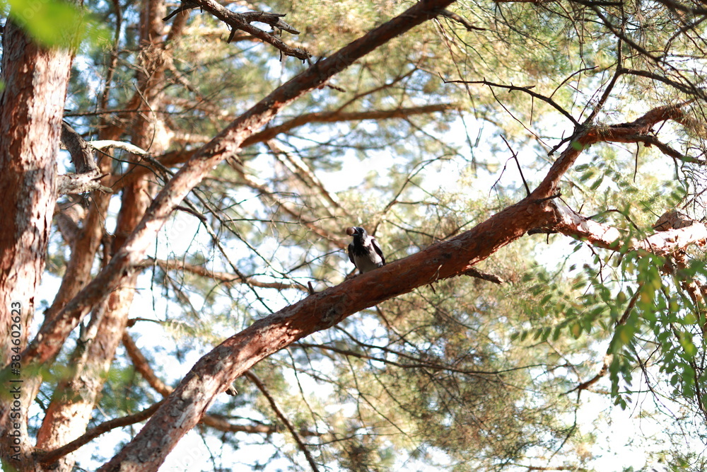 bird on a branch bird on a branch