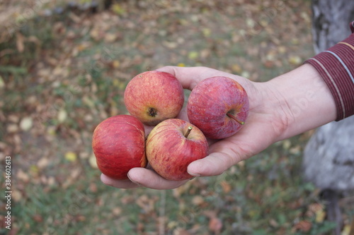 Red ripe apples in a man's hand. Autumn in the garden.